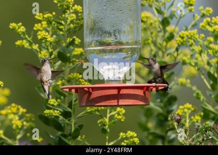 Deux colibris à gorge de Rubby (Archilochus colubris) se nourrissant au mangeoire avec de la verge d'or jaune en arrière-plan au début de l'automne Banque D'Images