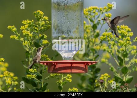 Deux colibris à gorge rubis (Archilochus colubris) se nourrissant à la mangeoire avec de la verge d'or jaune en arrière-plan au début de l'automne Banque D'Images