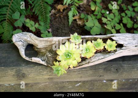 Plantes vertes succulentes de poule et de poussins (Sempervivum) poussant dans un planteur de bois flotté, également connu sous le nom de houseleeks Banque D'Images