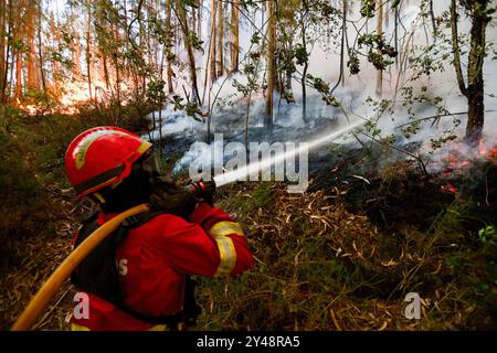 Sever do Vouga, Portugal. 16 septembre 2024. Les pompiers combattent un feu de forêt à Busturenga. Les villageois et les pompiers combattent un feu de forêt à Busturenga, Sever do Vouga. Plus de 1 000 pompiers ont combattu un incendie de forêt dans le nord du Portugal alors que les responsables avertissaient que des milliers d'hectares étaient menacés par la flambée des températures dans tout le pays. 3 personnes ont été confirmées mortes lors des incendies au Portugal près de Sever de Vouga. Crédit : SOPA images Limited/Alamy Live News Banque D'Images