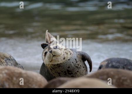 Jeune phoque sauvage gratuit avec fourrure de bébé dans la colonie de la Jolla Cove en Californie. Banque D'Images