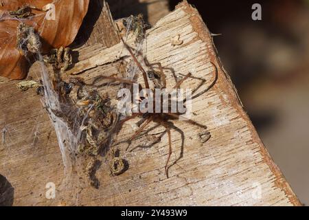 Gros plan araignée à poussière, araignée à lapin (Tegenaria atrica). Les araignées familiales en entonnoir (Agelenidae). Sur une vieille planche de bois altérée avec toile. Été, Banque D'Images