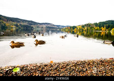 Vue sur le Titisee près de Titisee-Neustadt dans la Forêt Noire et la nature environnante. Paysage au bord du lac en automne. Banque D'Images