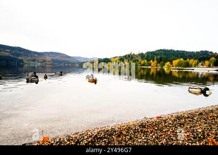 Vue sur le Titisee près de Titisee-Neustadt dans la Forêt Noire et la nature environnante. Paysage au bord du lac en automne. Banque D'Images