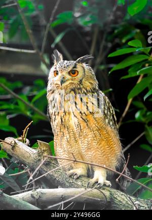 Portrait d'un hibou aigle. Animal en gros plan. Bubo Bubo. Oiseau aux yeux orange. Banque D'Images