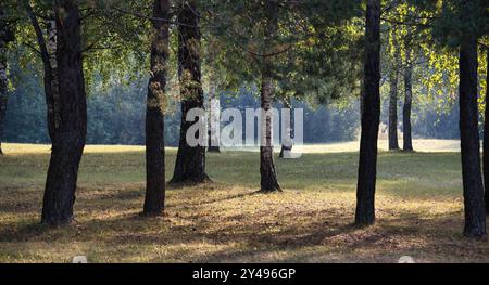 Forêt ensoleillée avec de grands arbres projetant des ombres sur le sol herbeux, créant une atmosphère tranquille et sereine dans la nature. Banque D'Images