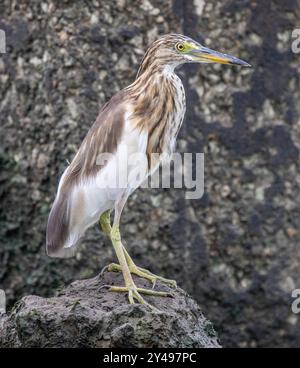 Indian Pond heron Banque D'Images