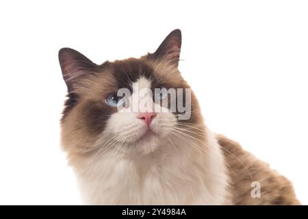 Portrait de chat Ragdoll de race pure, isolé sur fond blanc. Banque D'Images