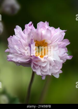 Gros plan d'une seule fleur de vent (Anemone 'Frilly Knickers') dans un jardin au début de l'automne Banque D'Images