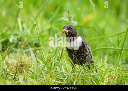 Un anneau Ouzel debout dans une prairie, nourriture à la facture, journée ensoleillée en été dans les Alpes autrichiennes Mühlbach am Hochkönig Autriche Banque D'Images