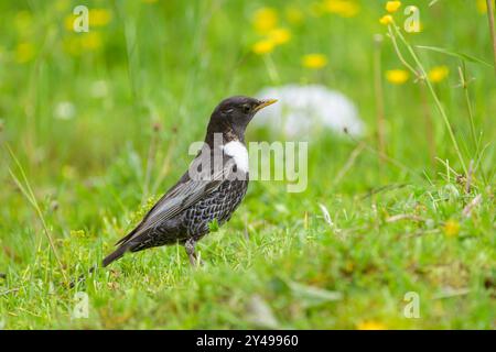 Un anneau Ouzel debout dans une prairie, nourriture à la facture, journée ensoleillée en été dans les Alpes autrichiennes Mühlbach am Hochkönig Autriche Banque D'Images