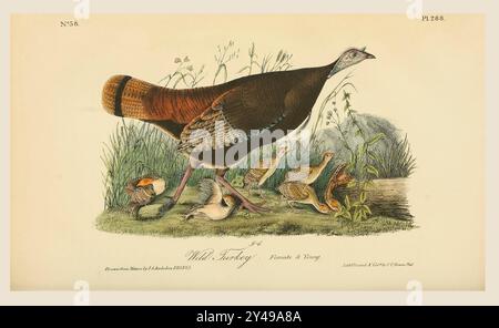 La dinde sauvage (Meleagris gallopavo). Féminin et jeune. D'après une illustration de John James Audubon dans le cinquième volume de son livre The Birds of America from Drawings made in the United States and their Territories, publié en 1842. Coloration ultérieure. Banque D'Images