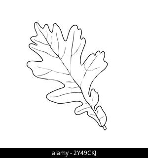 Motif linéaire de feuilles de chêne avec nervures isolées sur fond blanc. Illustration vectorielle. Élément pour le design dans le style des dessins au trait. Illustration de Vecteur