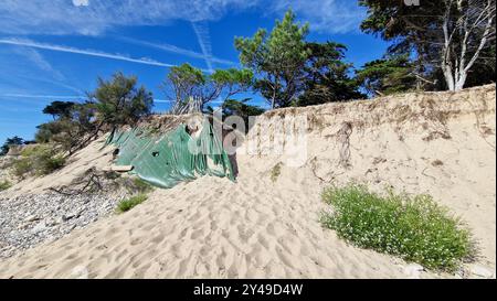 Dune de sable qui s'effondre à la plage de Matray, île de Ré, deux-Sèvres, France Banque D'Images