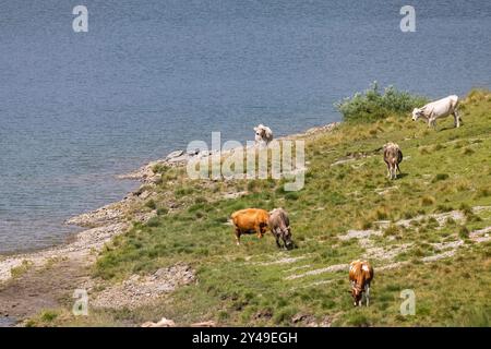 Kühe auf einer Weide, Alm mit See am Lukmanierpass. // 10.08.2024 : Blenio, Kanton Tessin, Schweiz *** vaches sur un pâturage, alpage de montagne avec lac sur le col du Lukmanier 10 08 2024 Blenio, Canton Tessin, Suisse Banque D'Images