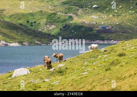 Kühe auf einer Weide, Alm mit See am Lukmanierpass. // 10.08.2024 : Blenio, Kanton Tessin, Schweiz *** vaches sur un pâturage, alpage de montagne avec lac sur le col du Lukmanier 10 08 2024 Blenio, Canton Tessin, Suisse Banque D'Images