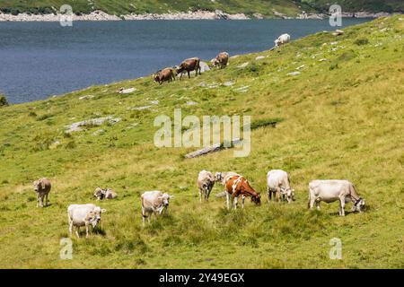 Kühe auf einer Alm, voir am Lukmanierpass. // 10.08.2024 : Blenio, Kanton Tessin, Schweiz *** vaches sur un alpage, lac sur le col du Lukmanier 10 08 2024 Blenio, Canton Tessin, Suisse Banque D'Images