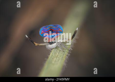 Araignée paon mâle (Maratus gemmifer) affichant pour une femelle Banque D'Images
