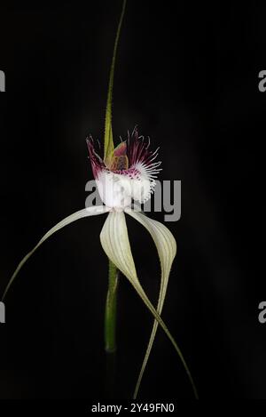 Orchidée araignée blanche (Caladenia longicauda) Banque D'Images