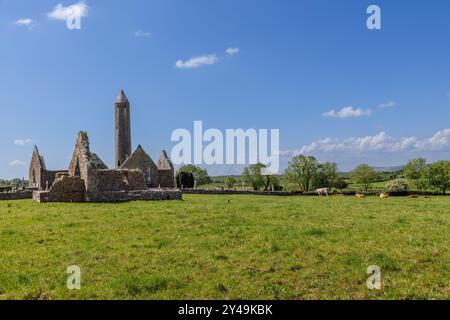 Les ruines de l'abbaye de Kilmacduagh, dans le comté de Galway, en Irlande, comprennent une tour ronde importante et de vieilles structures en pierre. Les vaches paissent sur un pâturage voisin Banque D'Images