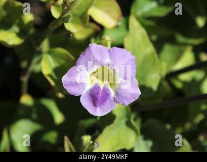 Fleur violette sur une plante violette chinoise (asystasia gangetica) dans un jardin Banque D'Images