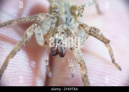 13 septembre 2024, Rhénanie-du-Nord-Westphalie, Bonn : une araignée Nosferatu est posée sur la main d'une personne au Musée König. L’araignée Nosferatu (Zoropsis spinimana) est maintenant originaire de presque toute l’Allemagne, selon l’Union allemande pour la conservation de la nature et de la biodiversité (NABU). Avec une longueur de corps d'un peu moins de deux centimètres et des jambes de six centimètres, c'est l'une des plus grandes araignées d'Allemagne. L'espèce, originaire de la région méditerranéenne, est inhabituelle à plusieurs égards. Photo : Benjamin Westhoff/dpa Banque D'Images