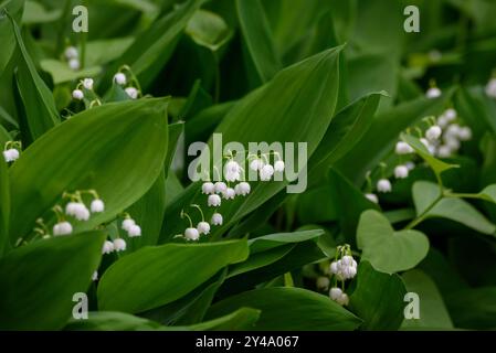 Photo à mise au point sélective. Lily de la vallée, Convallaria majalis fleurissant. Banque D'Images