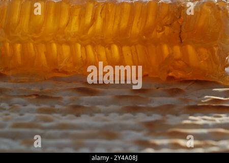 Pâque juive matzah avec du miel. Nid d'abeille sur une matzah. Banque D'Images