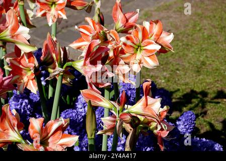 Amaryllis rouge et jaune 'Van Gogh' exposé avec jacinthes bleues dans les frontières à Keukenhof Tulip Gardens, pays-Bas, UE. Banque D'Images
