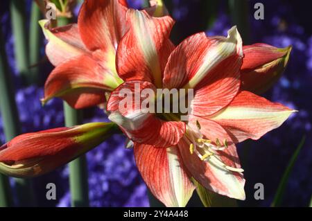 Amaryllis rouge et jaune 'Van Gogh' exposé avec jacinthes bleues dans les frontières à Keukenhof Tulip Gardens, pays-Bas, UE. Banque D'Images