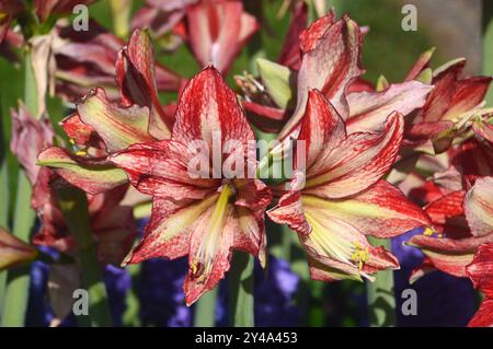 Amaryllis rouge et jaune 'Van Gogh' exposé avec jacinthes bleues dans les frontières à Keukenhof Tulip Gardens, pays-Bas, UE. Banque D'Images