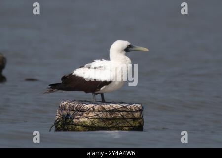 Butin masqué ou Sula dactylatra ou gannet masqué à Mumbai, Maharashtra, Inde Banque D'Images