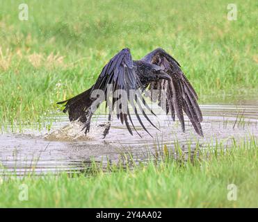 Corbeau charoie, corone Corvus, oiseau décollant et s'envolant après s'être baigné dans l'eau d'une flaque d'eau sur un pré, Allemagne Banque D'Images