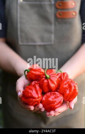 Poivrons rouges habanero mûrs (capsicum chinense) dans les mains des fermiers en gros plan. Poivrons mexicains très chauds Banque D'Images