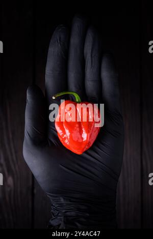 Poivre rouge habanero mûri (capsicum chinense) à la main dans un gant protecteur sur fond noir. Les poivrons mexicains très chauds se rapprochent Banque D'Images