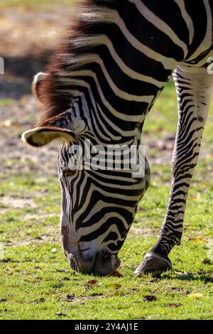 Portrait rapproché d'une tête de zèbre broutant de l'herbe dans un champ dans un zoo belge. L'animal mammifère a des rayures noires et blanches. Banque D'Images