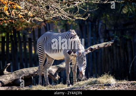 Portrait d'un cheval zèbre paissant dans un pré dans un zoo belge. L'animal rayé noir et blanc est debout. Banque D'Images