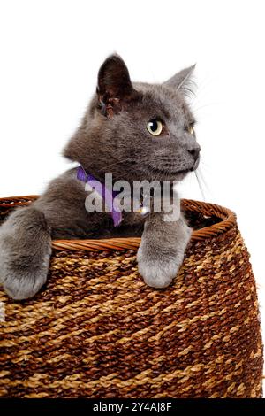 Chat gris joue dans un panier isolé sur un fond blanc Banque D'Images