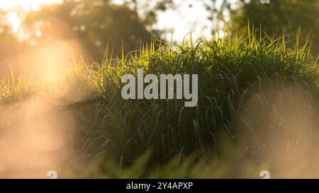 Belles herbes ornementales illuminées par le soleil de l'après-midi Banque D'Images