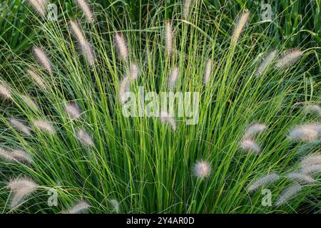 Floraison de pennisetum alopecuroides. Petites fleurs délicates et moelleuses et brins d'herbe verts en arrière-plan. Beauté de la nature. Banque D'Images