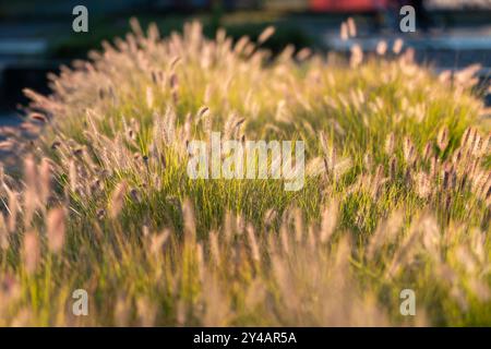 Belles herbes ornementales illuminées par le soleil de l'après-midi. Pennisetum alopecuroides (fontaine naine) Banque D'Images