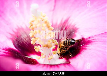 Honey Bee buvant sur une Rose-de-Sharon rose Banque D'Images