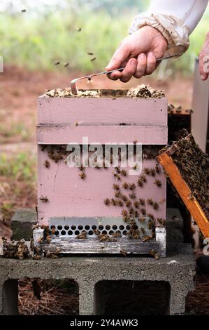 Un apiculteur inspectant une ruche profonde de cinq cadres avec des abeilles à miel sur le devant Banque D'Images
