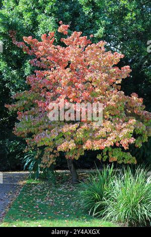 Gosport, Hampshire, Angleterre. 11 septembre 2024. Un petit arbre aux feuilles rouges et jaunes, de couleurs dorées pour l'automne qui approche. Cette photo fait partie d'une série que j'ai prise lors d'une récente visite au Regency Garden d'Alverstoke lors des Journées portes ouvertes du patrimoine de Gosport. Inclus dans cette sélection sont quelques photos que j'ai prises sur le chemin de et loin du jardin, comme j'étais à pied. Banque D'Images