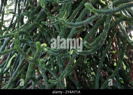 Gosport, Hampshire, Angleterre. 11 septembre 2024. Toile de fond : une masse de branches d'arbre de singe. Cette photo fait partie d'une série que j'ai prise lors d'une récente visite au Regency Garden d'Alverstoke lors des Journées portes ouvertes du patrimoine de Gosport. Inclus dans cette sélection sont quelques photos que j'ai prises sur le chemin de et loin du jardin, comme j'étais à pied. Banque D'Images