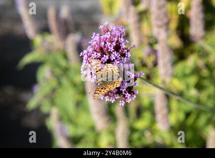 Papillon fritillaire lavé à l'argent sur verveine bonariensis, alimentation en pollinisation pollinisation Banque D'Images