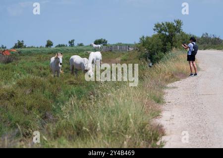 Une touriste prend des photos de chevaux blancs emblématiques en Camargue avec son smartphone Provence, Bouches-du-Rhône, destination de voyage Banque D'Images