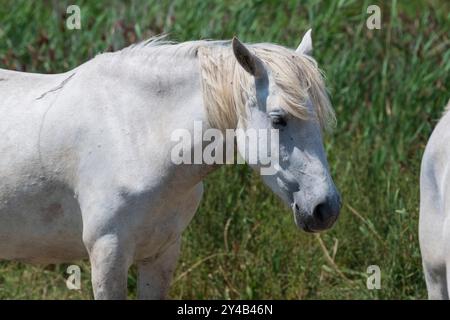 Portrait d'un cheval blanc de Camargue dans un champ du sud de la France, Provence, Bouches-du-Rhône, symbole de liberté et de tradition, cheval fort et robuste Banque D'Images