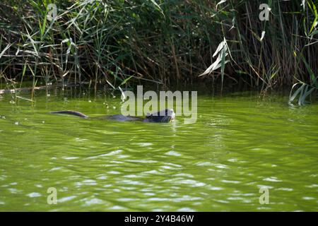 Coypu nageant dans un marais de Camargue, nature dans l'écosystème unique des zones humides du sud de la France, observation de la faune dans leur habitat naturel Banque D'Images