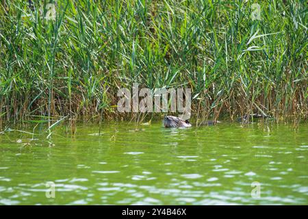 Coypu nageant dans un marais de Camargue, nature dans l'écosystème unique des zones humides du sud de la France, observation de la faune dans leur habitat naturel Banque D'Images